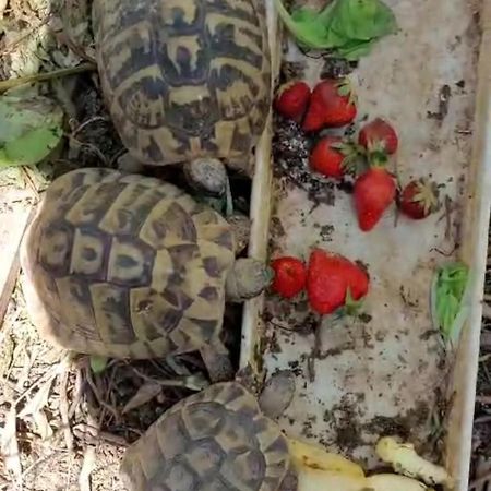 Appartamento Arya Podstrana Esterno foto