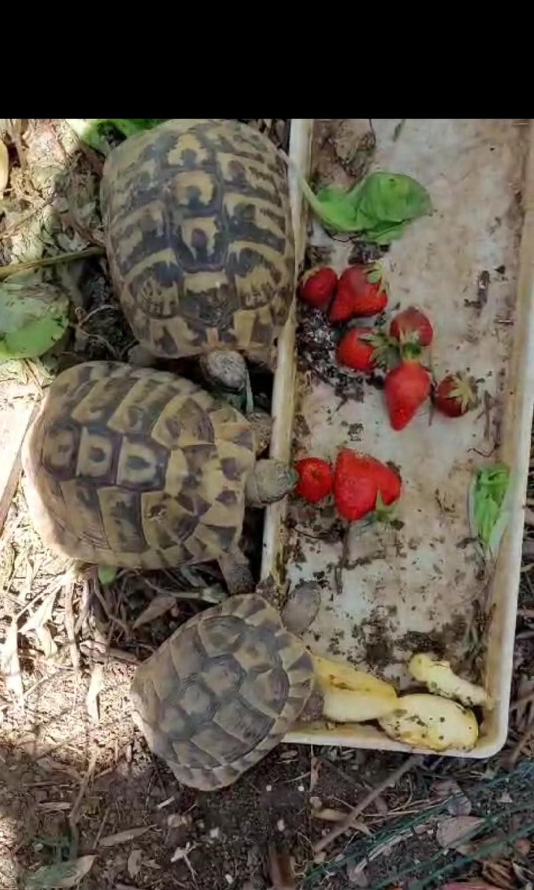 Appartamento Arya Podstrana Esterno foto